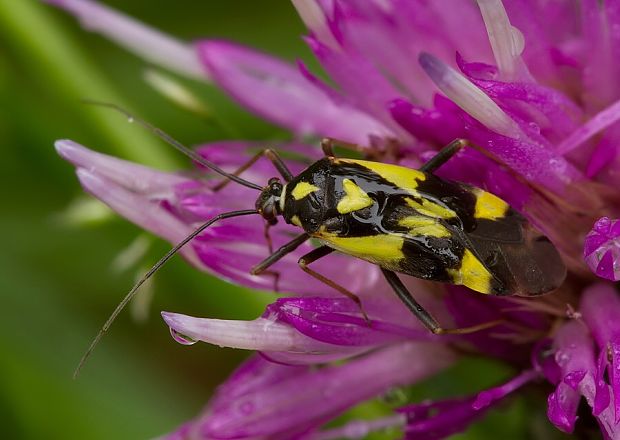 . Grypocoris sexguttatus