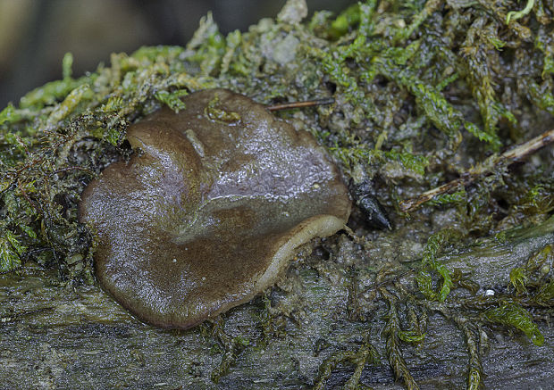 hrubatka fialovočierna Pachyella violaceonigra (Rehm) Pfister