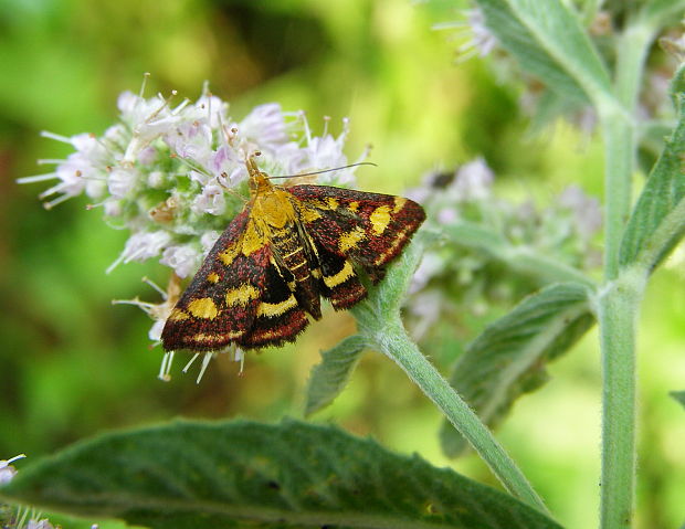 vijačka Pyrausta purpuralis