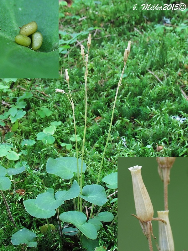 soldanelka karpatská Soldanella carpatica Vierh.