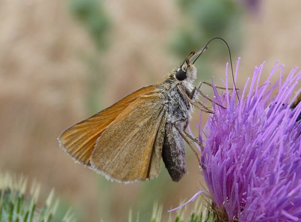 súmračník / soumračník  Thymelicus lineola