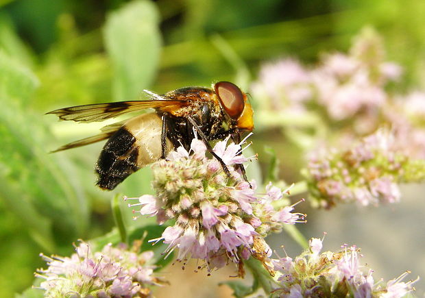 pestrica priesvitna Volucella pellucens