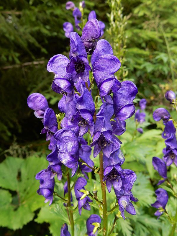 prilbica tuhá Aconitum firmum Rchb.