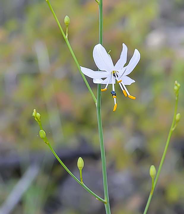 jagavka konáristá Anthericum ramosum L.