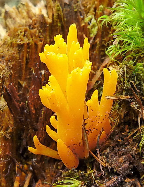 parôžkovec lepkavý Calocera viscosa (Pers.) Fr.