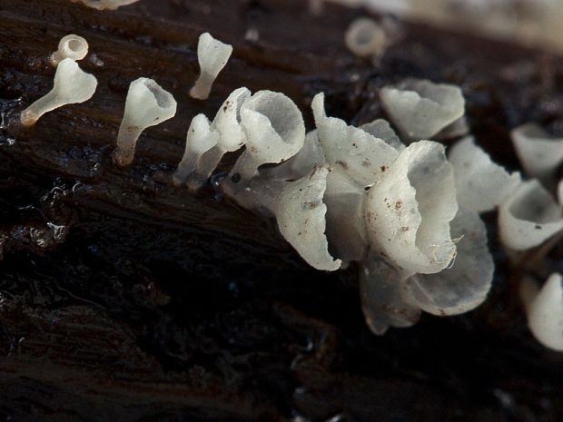 škľabôčka žihľavová Calyptella capula (Holmsk.) Quél.