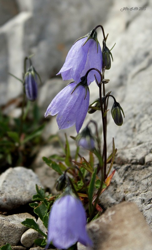 zvonček maličký Campanula cochleariifolia Lam.