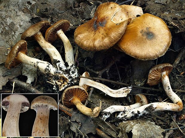 pavučinovec aromatický Cortinarius aromaticus (Velen.) Reumaux