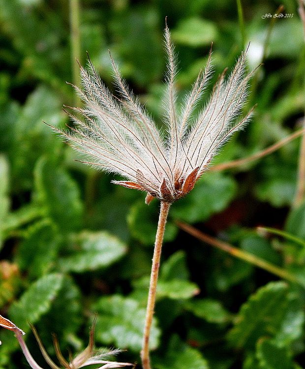 dryádka osemlupienková Dryas octopetala L.