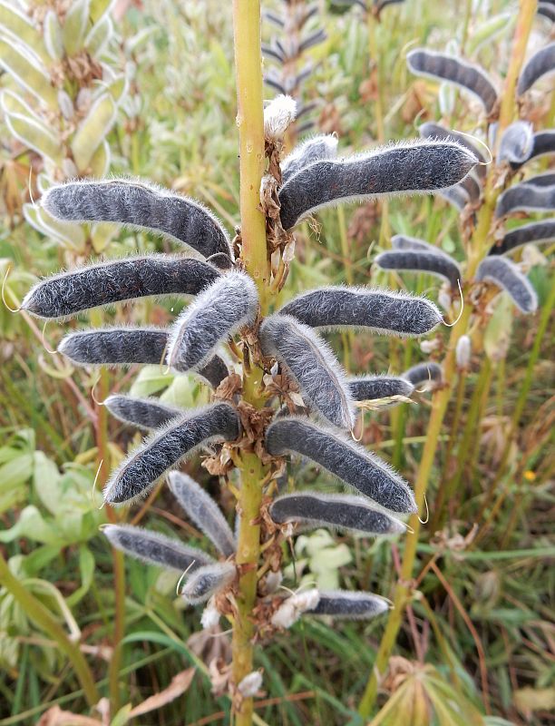 lupina mnoholistá Lupinus polyphyllus Lindl.