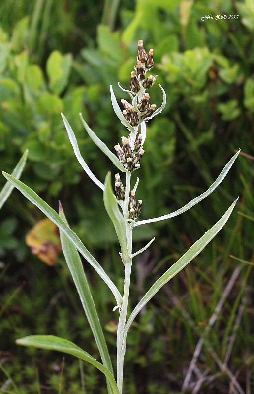 plesnivček lesný Omalotheca sylvatica (L.) Sch. Bip. et F. W. Schultz