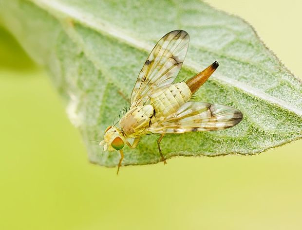 vrtivka Orellia tussilaginis ♀