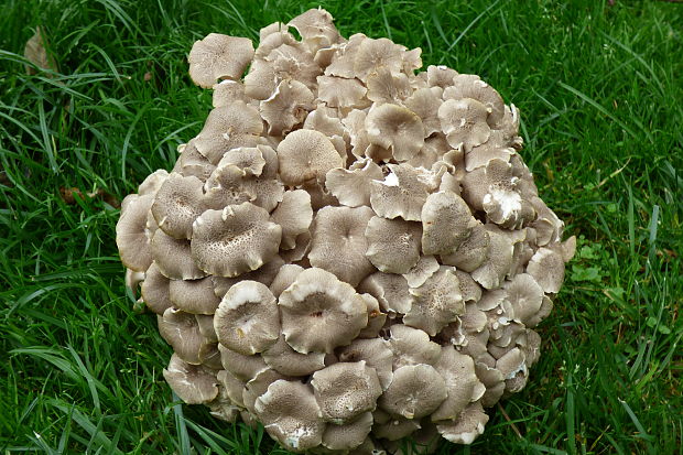 trúdnik klobúčkatý Polyporus umbellatus (Pers.) Fr.