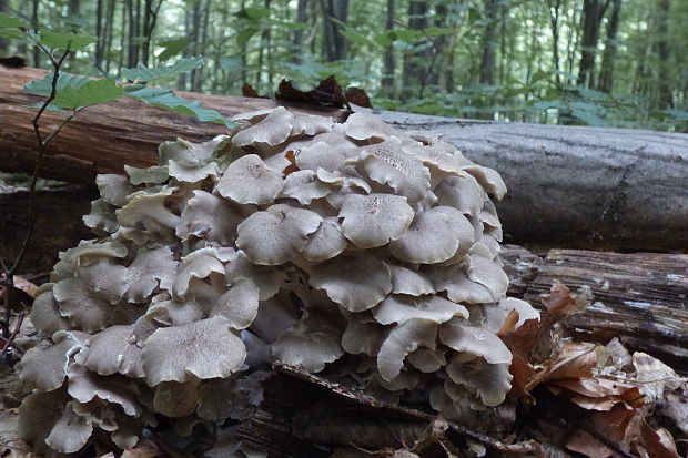 trúdnik klobúčkatý Polyporus umbellatus (Pers.) Fr.