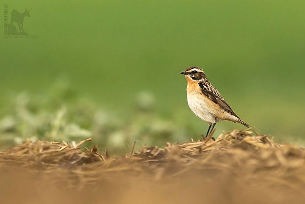 pŕhľaviar červenkastý Saxicola rubetra