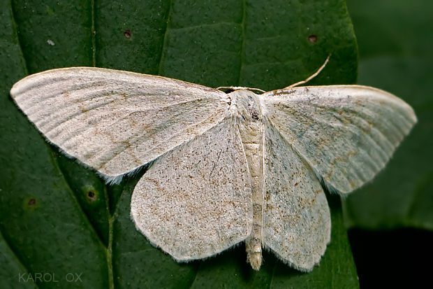 piadica marinková Scopula floslactata