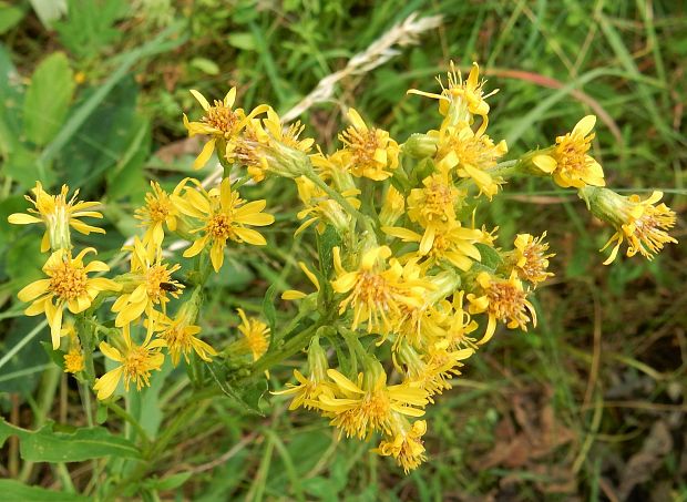 starček jakubov Senecio jacobaea L.