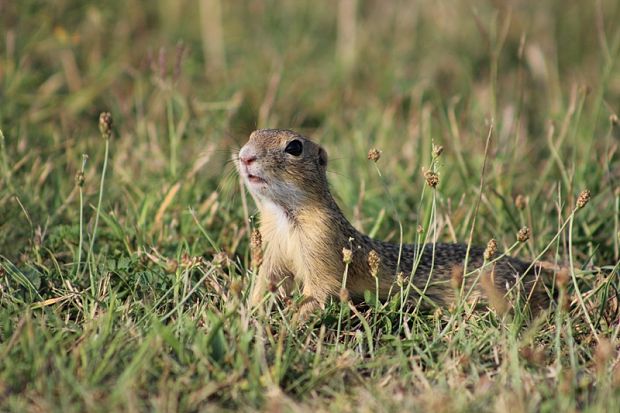 syseľ pasienkový Spermophilus citellus