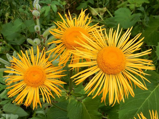 telekia ozdobná Telekia speciosa (Schreb.) Baumg.