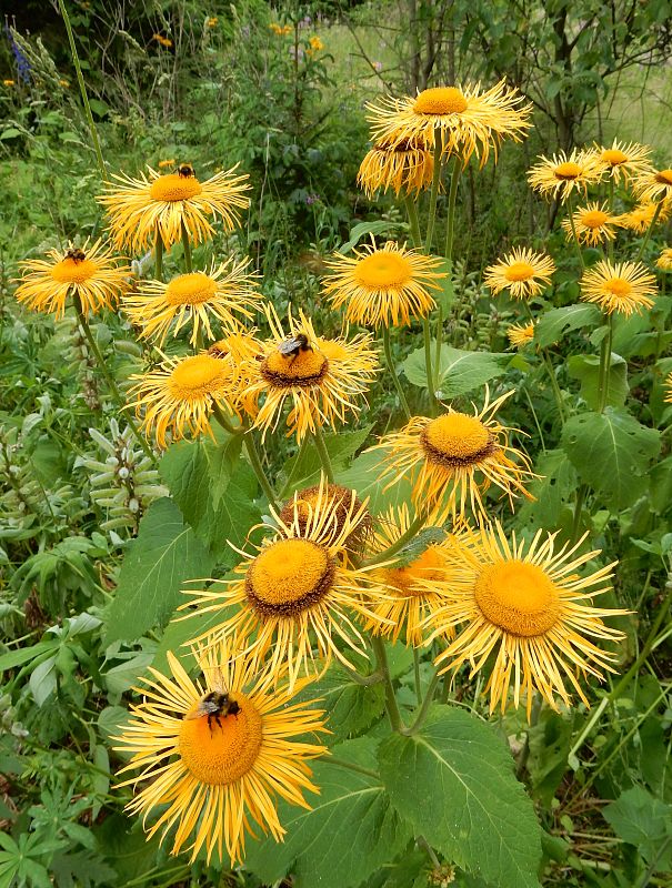 telekia ozdobná Telekia speciosa (Schreb.) Baumg.