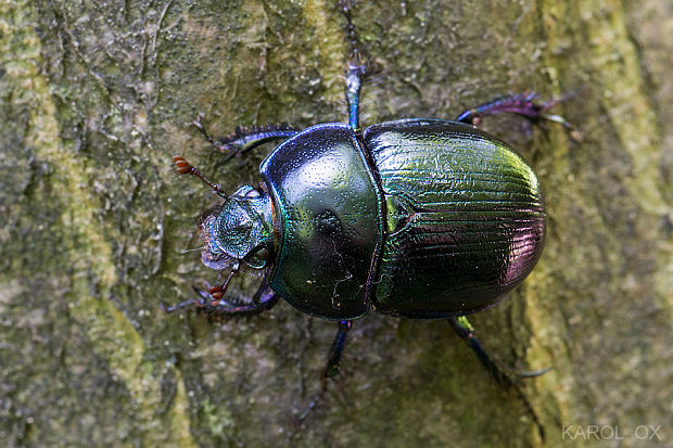 lajniak hôrny Anoplotrupes stercorosus