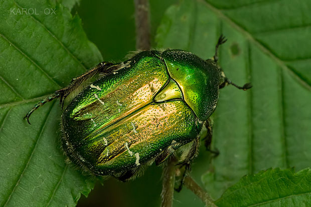 zlatoň obyčajný  Cetonia aurata