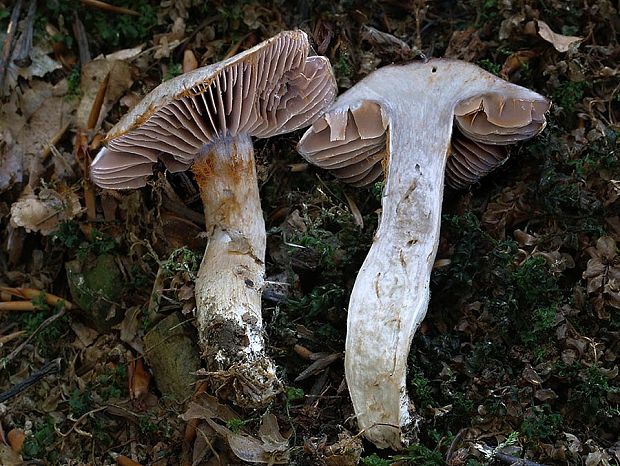 pavučinovec sľudovobelavý Cortinarius collocandoides Reumaux