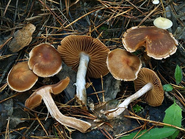 pavučinovec hnedobiely Cortinarius dolabratus Fr.