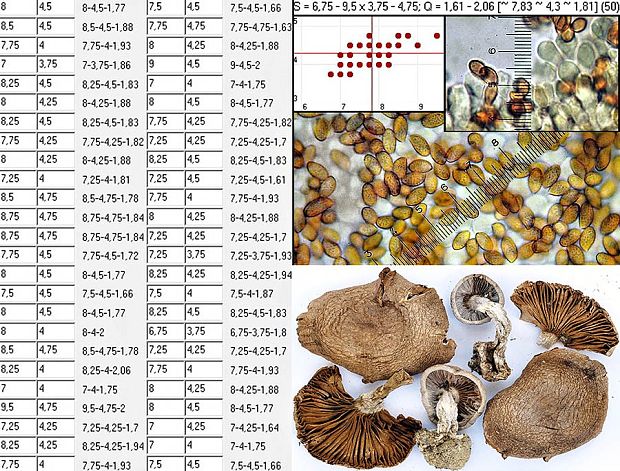 pavučinovec kremencový Cortinarius quarciticus H. Lindstr.