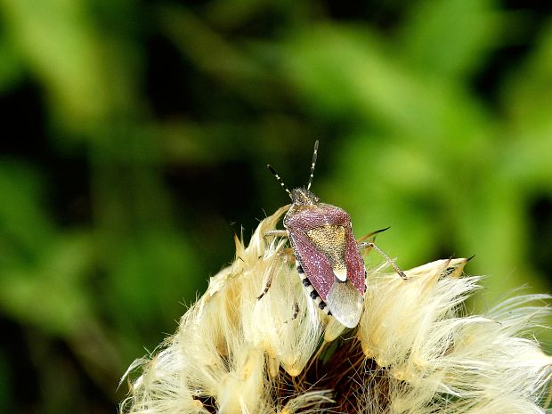 bzdocha obyčajna Dolycoris baccarum