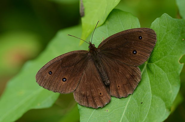 očkáň ovsíkový Minois dryas