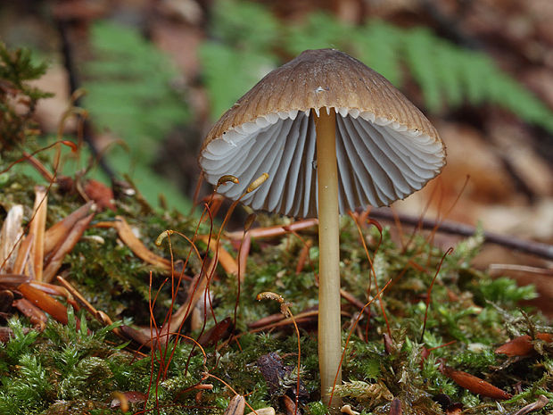 prilbička zelenoobrúbená Mycena viridimarginata P. Karst.