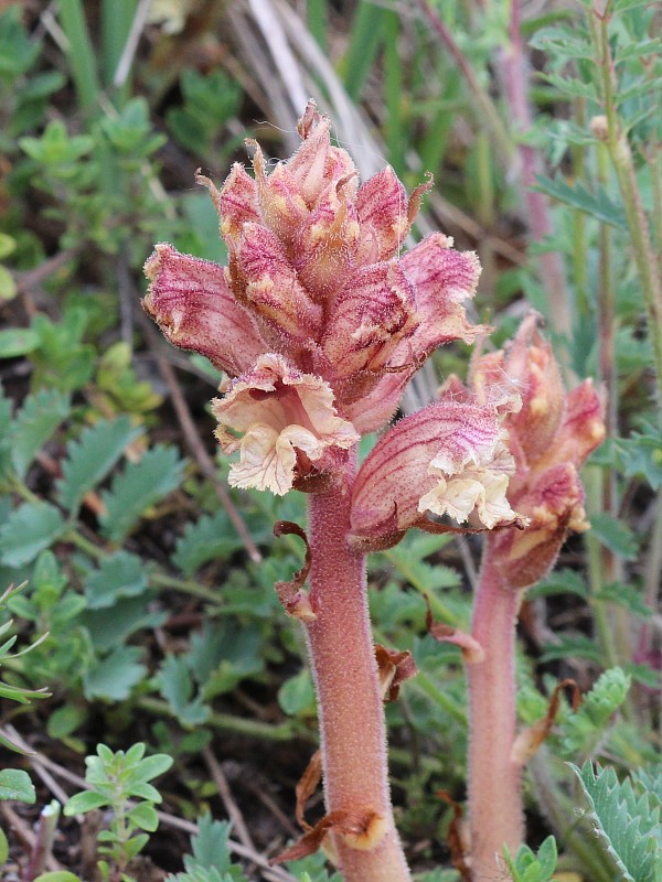 záraza biela Orobanche alba Willd.