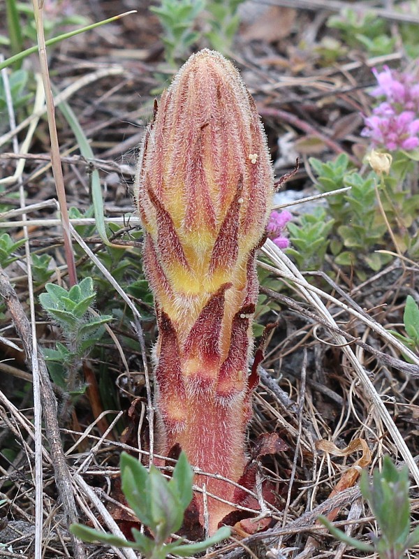 záraza šupinatá Orobanche artemisiae-campestris Vaucher ex Gaudin