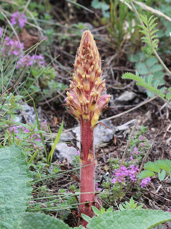 záraza šupinatá Orobanche artemisiae-campestris Vaucher ex Gaudin