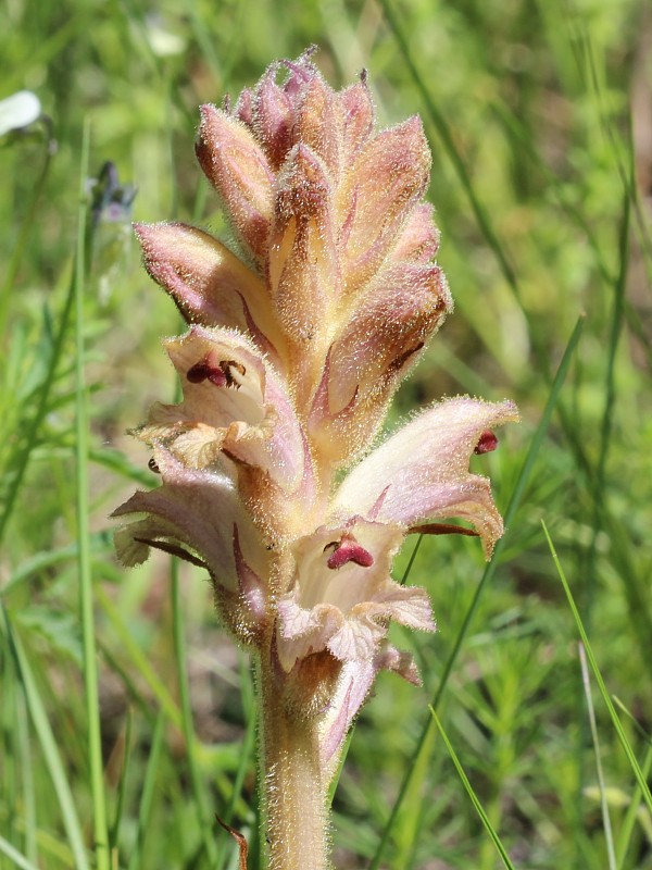 záraza obyčajná Orobanche caryophyllacea Sm.