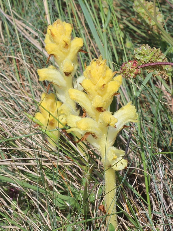 záraza obyčajná Orobanche caryophyllacea Sm.