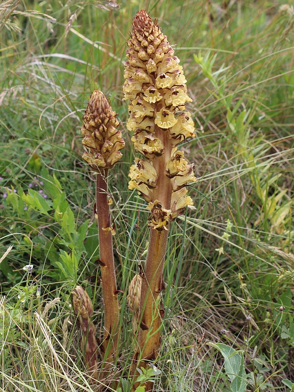 záraza sieťnatá Orobanche reticulata Wallr.