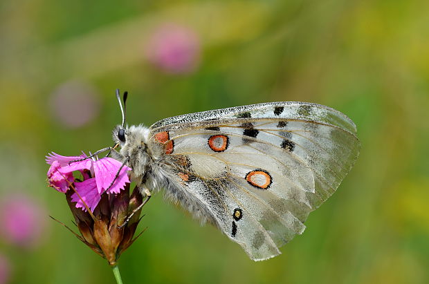 jasoň červenooký Parnassius apollo