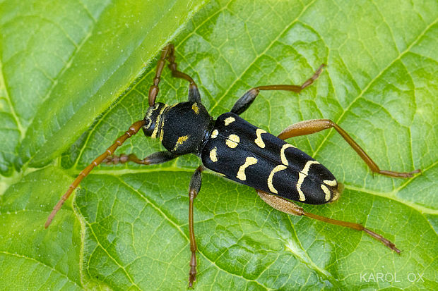 fuzáč dubový Plagionotus arcuatus