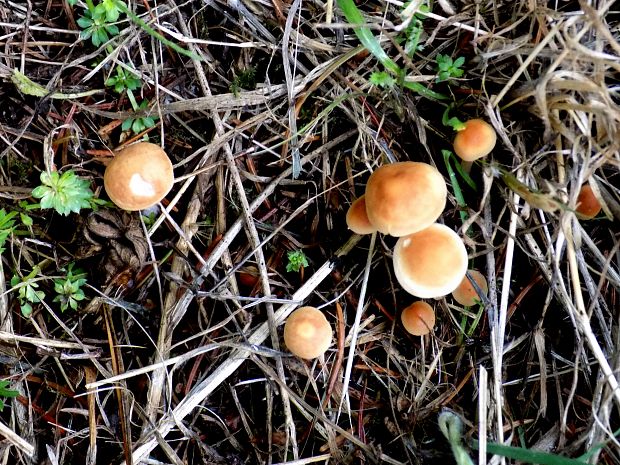 drobuľka Psathyrella sp.