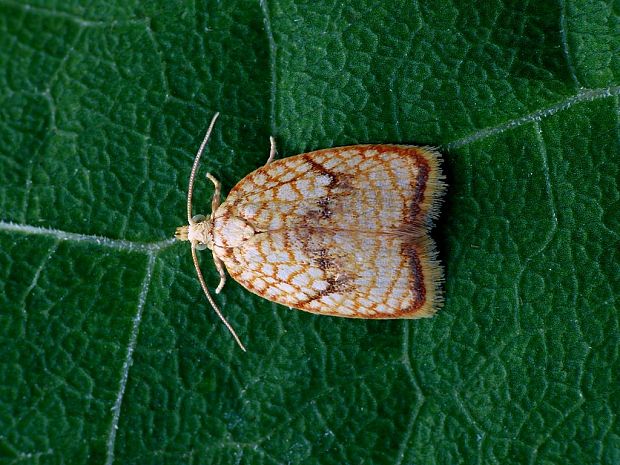 obaľovač javorový (sk) / obaleč javorový (cz) Acleris forsskaleana Linnaeus, 1758