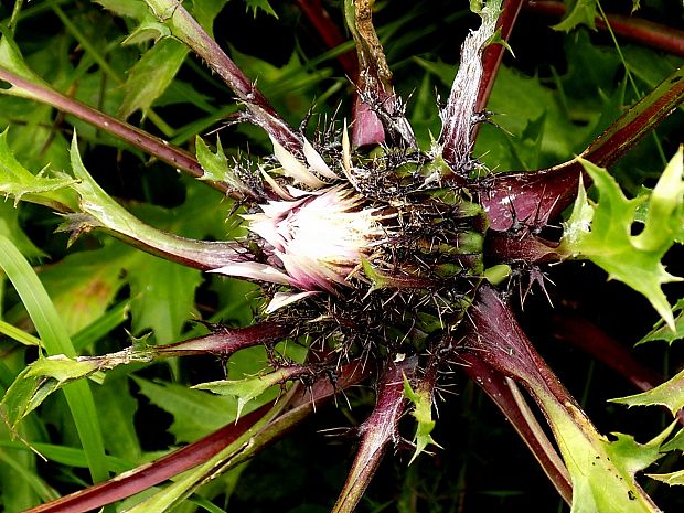 krasovlas bezbyľový pravý Carlina acaulis subsp. acaulis L.