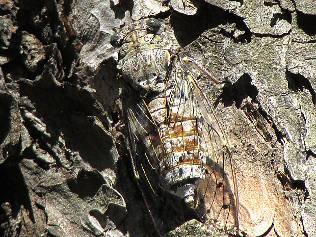 cikáda Cicada orni