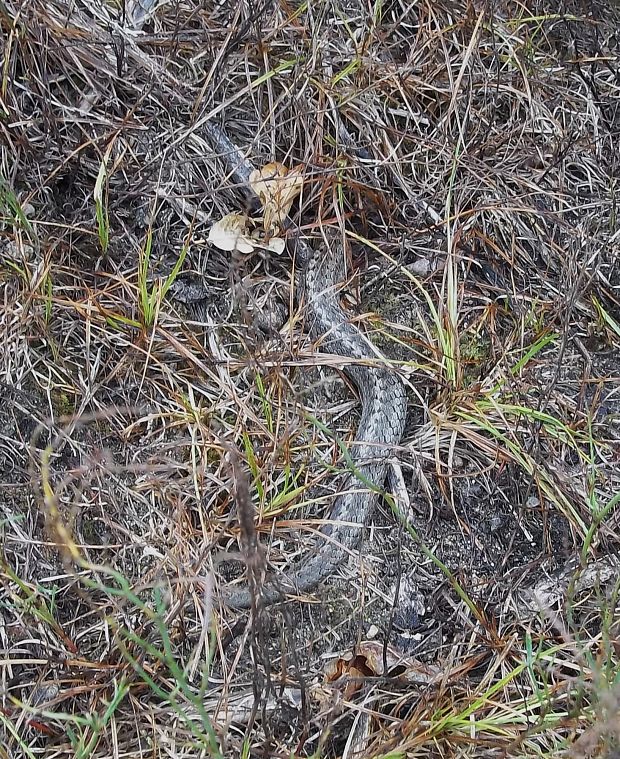 užovka hladká Coronella austriaca