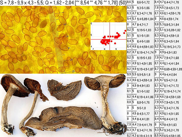 pavučinovec marhuľovožltý Cortinarius armeniacus (Schaeff.) Fr.