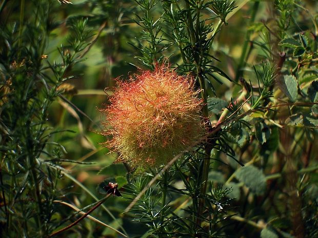 hrčiarka ružová (sk) / žlabatka růžová (cz) Diplolepis rosae Linnaeus, 1758