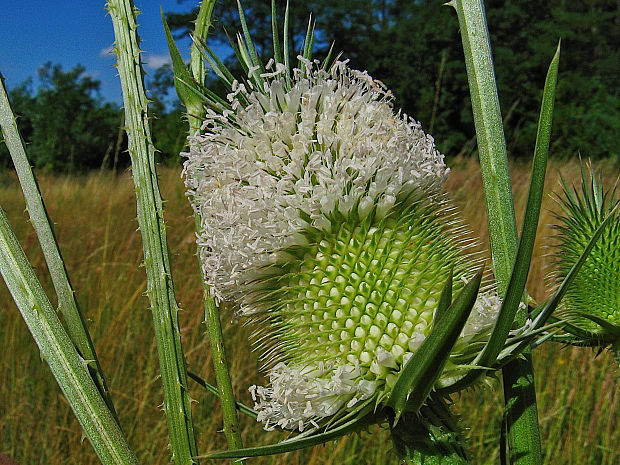 štetka laločnatá Dipsacus laciniatus L.