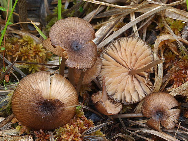 hodvábnica lúčovitá Entoloma longistriatum (Peck) Noordel.