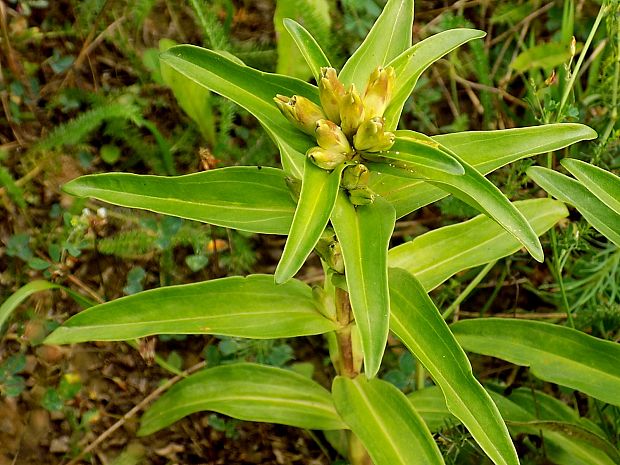 horec krížatý Gentiana cruciata L.